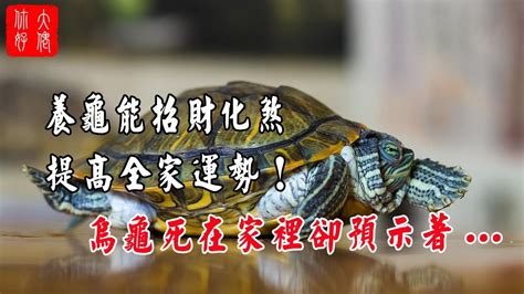 烏龜招財|養烏龜招財：改善風水、提升運勢的秘訣 